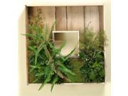 Square Wooden Shadow Box with Mixed Ferns and Succulents