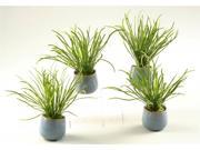 Pearl Grass in Small Planter Set of 4