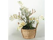 Cream Phael Orchids Planted in Basket with Handles