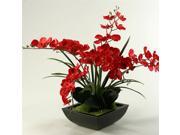 Deep Red Phalaenopsis Orchids in Square Planter