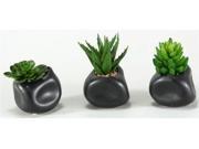 Succulents in Matte Black Ceramic Set of 3