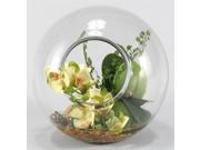 Green Phael Orchid Terrarium in Glass Sphere