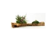 Aloe Plant with Assorted Succulents on Wooden Log