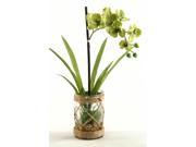 Vanda Orchids with Foliage in Glass Vase with Seagrass Netting