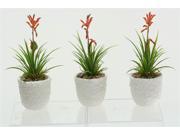 Blooming Succulent in Ceramic Planter Set of 3