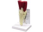 GPI Anatomical Muscled Knee Model GPI Anatomical Muscled Knee Model