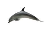 Bottlenose Dolphin Marine Life Toy Model Bottlenose Dolphin Marine Life Toy Model