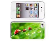 Apple iPhone 4 4S 4G White 4W234 Hard Back Case Cover Color Ladybug Family on Grass with Waterdrops