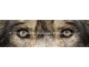 ClearVue Graphics Window Graphic 16x54 Wolf Eyes 2 WLD 033 16 54