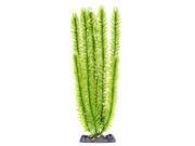 Club Moss Extra Large Plant