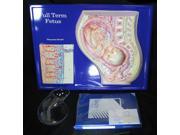 Model 2663 ; Brand American Educational Products ; Full Term Fetus Model Activity Set ; Ages 11 18 years ; Dimensions approx. 18.5L x 25W x 3D ; Weight a