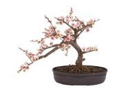 Nearly Natural Cherry Blossom Bonsai Silk Tree