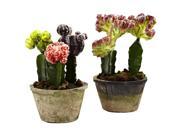 Nearly Natural Colourful Cactus Gardens Set of Two