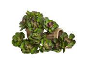 Nearly Natural 5 Echeveria Succulent Plant Set of Twelve In Green Burgundy