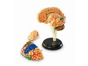 Learning Resources Human Anatomy Brain Model 31 Piece