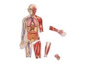 Learning Resources Double Sided Magnetic Human Body