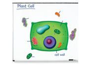 Learning Resources Giant Magnetic Plant Cell