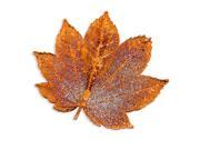 Iridescent Copper Dipped Full Moon Maple Leaf Pin