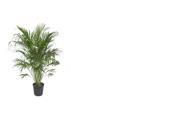 Delray Plants Cat Palm in 10 Pot