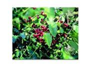 Red Hibiscus Root Bird of Paradise Starter Plant Kona Coffee Starter Plant Combo Value Pack 79399