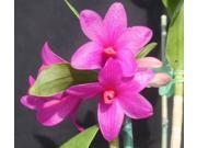 Red Plumeria Cutting Red Ginger Root Dendrobium Orchid Starter Plant Combo Value Pack 14789