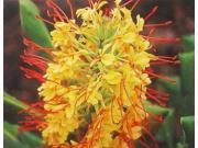 Red Ginger Root Dendrobium Orchid Starter Plant Kahili Ginger Starter Plant Combo Value Pack 93881