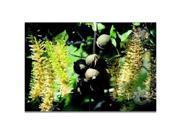White Ginger Root Bird of Paradise Starter Plant Macadamia Nut Tree Starter Plant Combo Value Pack 97040