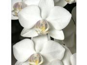 White Plumeria Cutting Red Hibiscus Root Phalaenopsis Orchid Starter Plant Combo Value Pack 22433