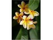 Green Ti Log 2 Bamboo Orchid Root Yellow Plumeria Starter Plant Combo Value Pack 44910