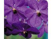 Air Leaves Root Phalaenopsis Orchid Starter Plant Strap Leaf Vanda Orchid Combo Value Pack 63747