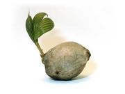 Guava Fruit Seeds Coconut Tree Starter Plant Ti leaf Starter Plant Combo Value Pack 104437