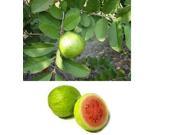 Kahili Ginger Root Guava Fruit Seeds Pink Ginger Starter Plant Combo Value Pack 82896
