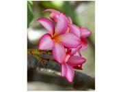 Ti Log Combo Red and Green 1 Each Kahili Ginger Starter Plant Pink Plumeria Starter Plant Combo Value Pack 42817