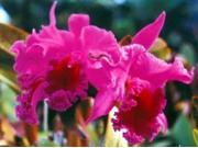 Red Hibiscus Root Macadamia Nut Seeds Cattleya Orchid Starter Plant Combo Value Pack 78138