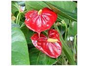 Red Ti Log 2 Bird of Paradise Seeds Red Anthurium Starter Plant Combo Value Pack 54101