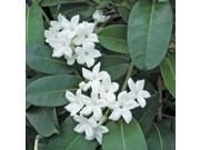 White Plumeria Cutting Kahili Ginger Root Stephanotis Starter Plant Combo Value Pack 22875