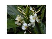 Pink Plumeria Cutting Kahili Ginger Root White Ginger Root Combo Value Pack 4805