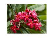 Pink Plumeria Cutting Red Plumeria Cutting Bird of Paradise Seeds Combo Value Pack 593