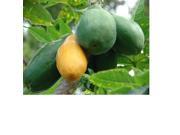 Yellow Plumeria Cutting White Ginger Root Papaya Fruit Seeds Combo Value Pack 31858