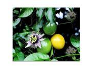 Red Ti Log 2 Pink Ginger Root Passion Fruit Lilikoi Seeds Combo Value Pack 53100