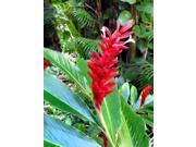 Red Plumeria Cutting Air Leaves Root Red Ginger Root Combo Value Pack 12397