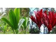 Yellow Plumeria Cutting Ti Log Combo Red and Green 1 Each Ti leaf Starter Plant Combo Value Pack 28270