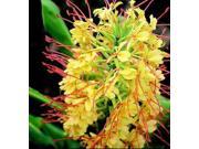Kahili Ginger Root Bird of Paradise Seeds Bird of Paradise Starter Plant Combo Value Pack 82454