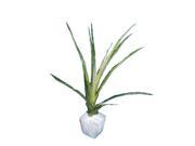 Ti Log Combo Red and Green 1 Each White Ginger Root Hawaiian Pineapple Starter Plant Combo Value Pack 39749