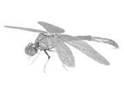 Metal Earth 30 Dragonfly 3D Laser Cut Model