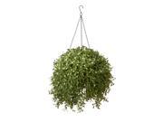 18 Argentea Plant Hanging Basket