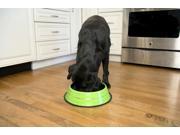 Iconic Pet Color Splash Stripe Non Skid Pet Bowl for Dog or Cat Green 96 oz 12 cup