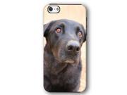 Black Lab Dog Puppy iPhone 5 and iPhone 5s Armor Phone Case