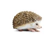 Hedgehog 3 Play Animal by Safari Ltd. 261129