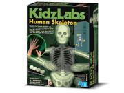 Glow Human Skeleton 4M Science Kit by Toysmith 4933